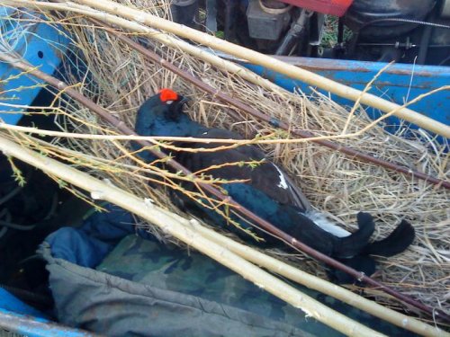 2011г.