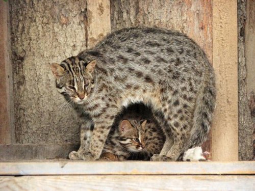 Дальневосточный кот
