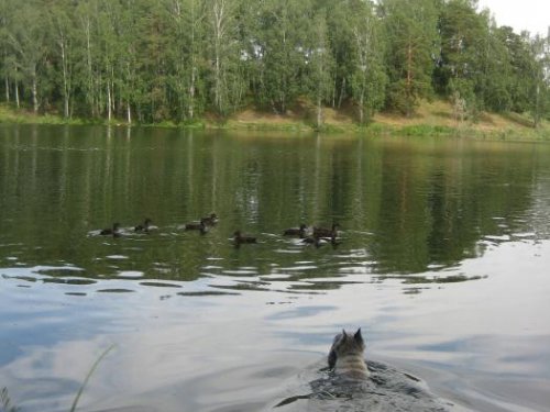 Цель: подкрасться незаметно!