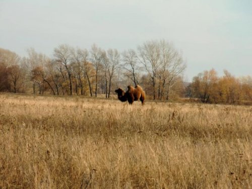 корабль пустыни заблудился..