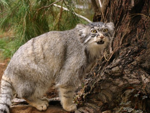 Кот Манул