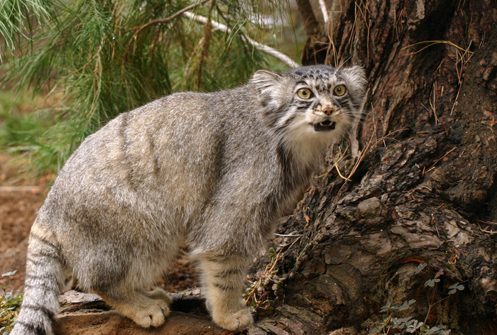 Кот Манул