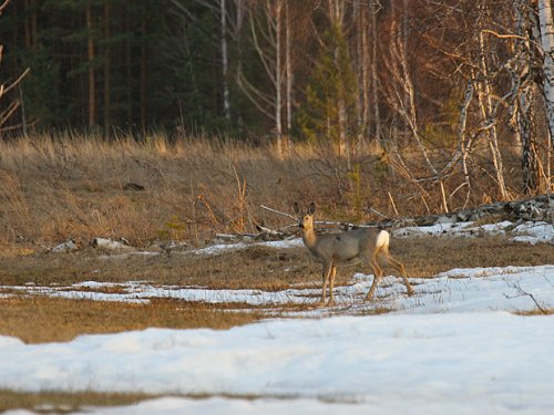Весенние акварели