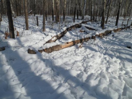 Солонец