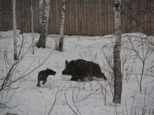 Шухер !