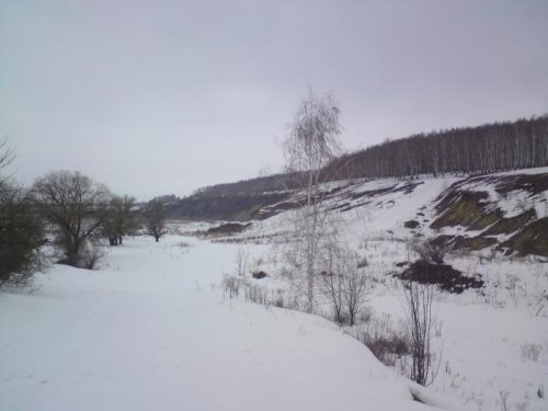 березки