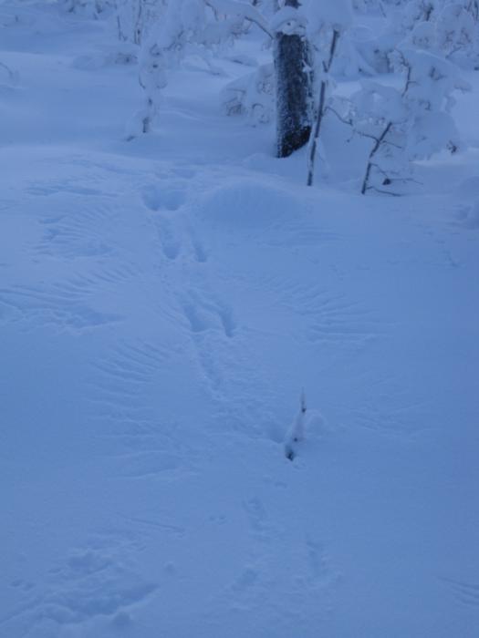 Лесная драма