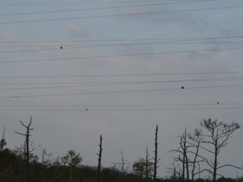 весна 2012, тетерева готовятся к току