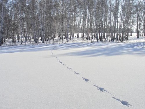 Заяц-беляк пробежал...