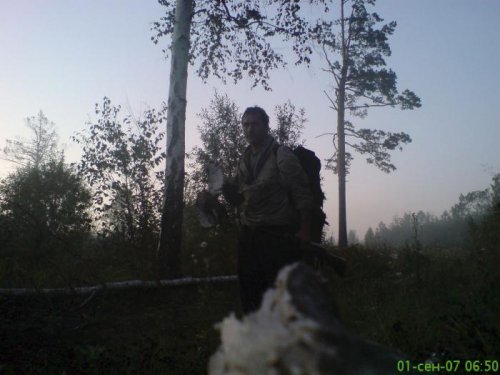 Тетерев, охота на чучелах 