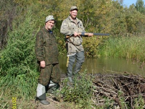 бобры одолели