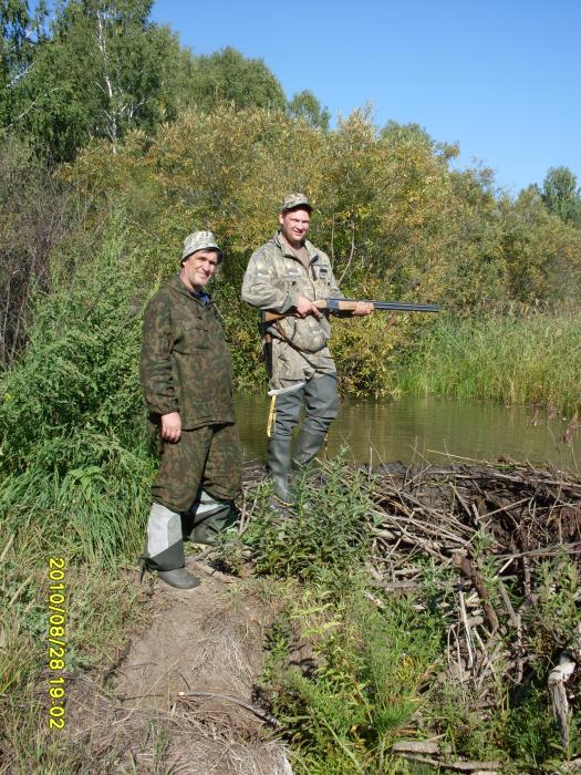 бобры одолели