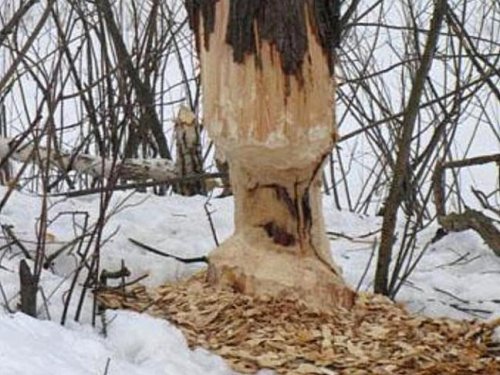 Зубы чешутся..