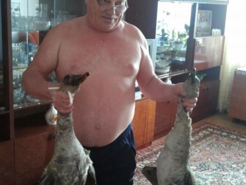 гуси