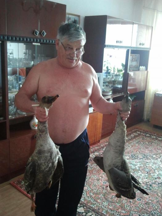 гуси