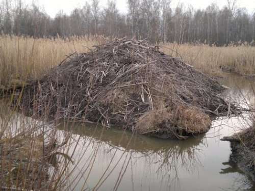 Приватизатор.