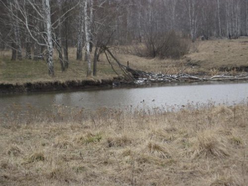 непуганные