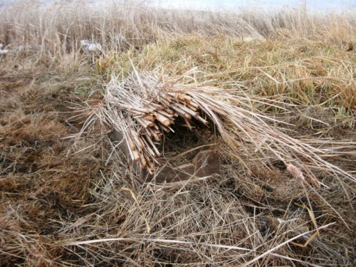 Гнездовья для водно-болотных птиц