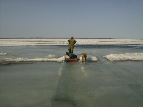 за гусём