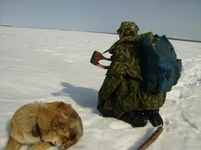 за гусем