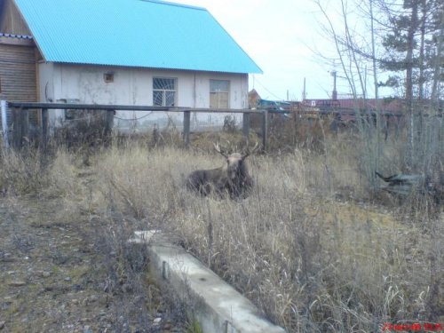 Домашний