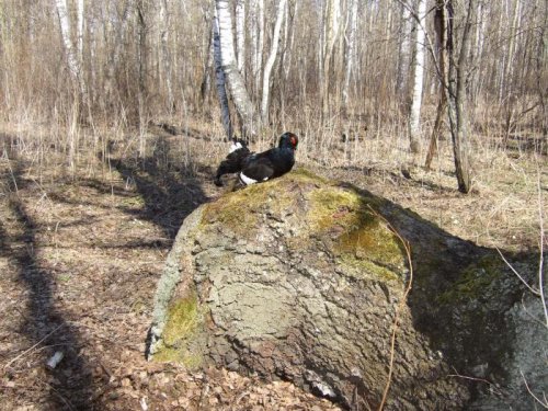 Искитмский петушок.
