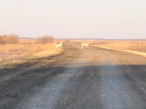 Козлики.