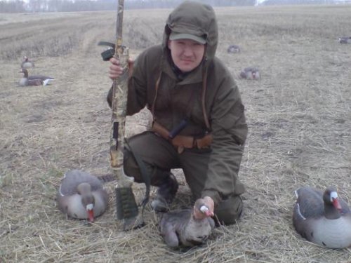 Белолобик