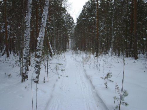 Путик (просека)