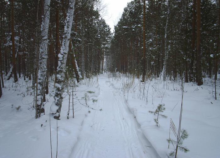 Путик (просека)
