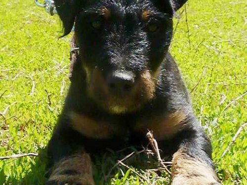 Акбеон Змей Горыныч 2 мес