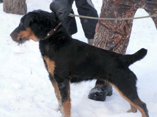 Бумер 9 месяцев