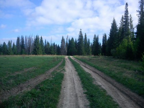 пейзаж с зайцем на дальнем плане