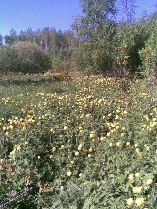 родные места!