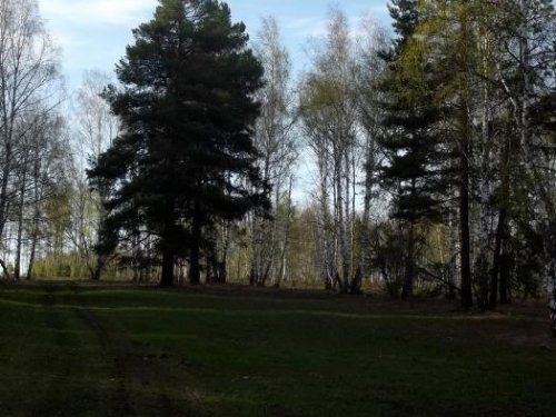 весенний луг