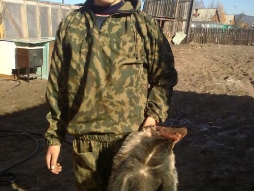 Барсук осень 2011 года