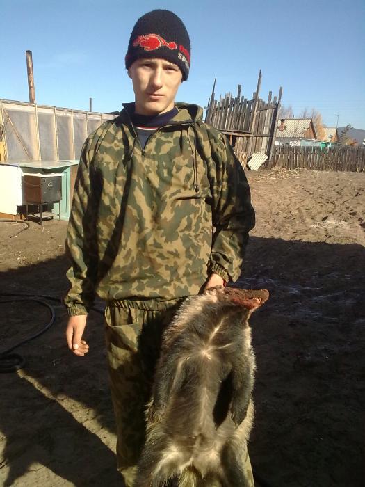 Барсук осень 2011 года
