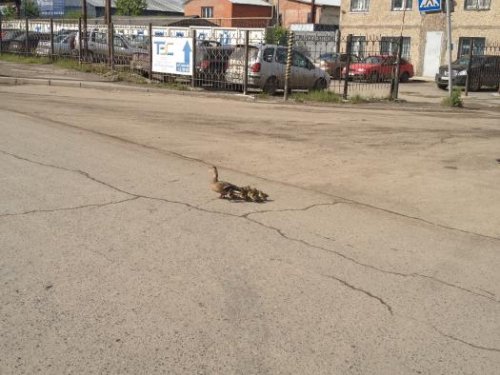 пешеходы
