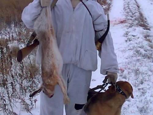 добыли русака