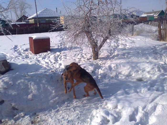 играются