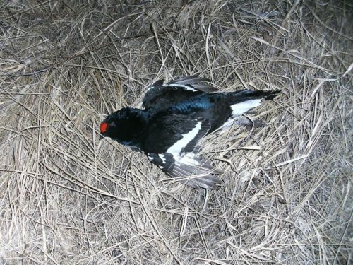 Косач, весна 2012 год