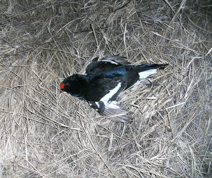 Косач, весна 2012 год