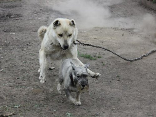 И еще чулымское гостеприимство ))))