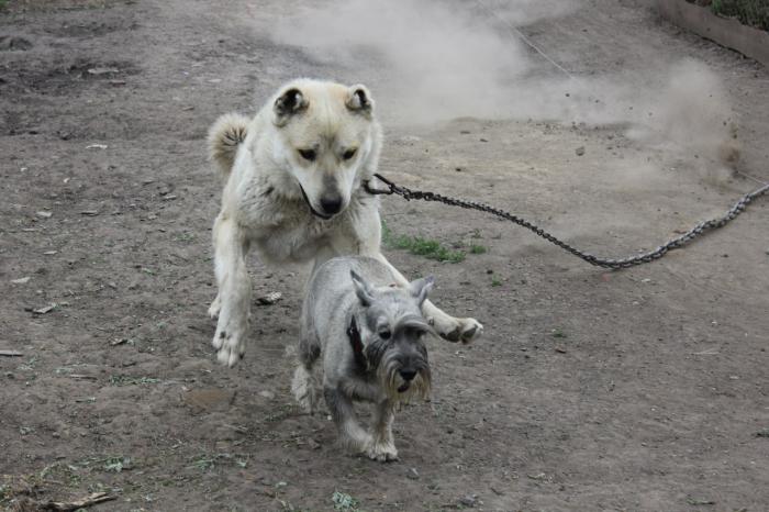 И еще чулымское гостеприимство ))))