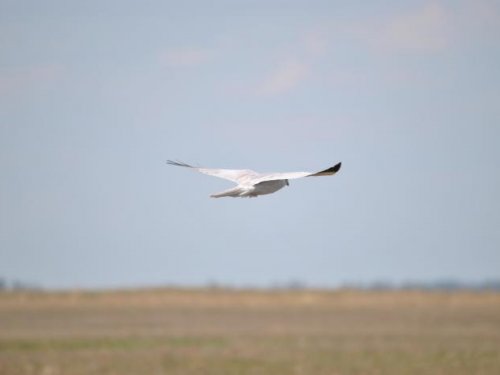 Степной лунь.
