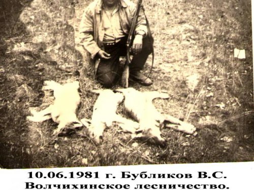 Дед взял трёх волчат на "подвывку"