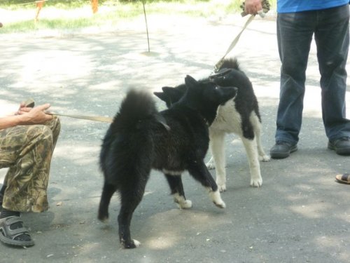 РЕЛ
