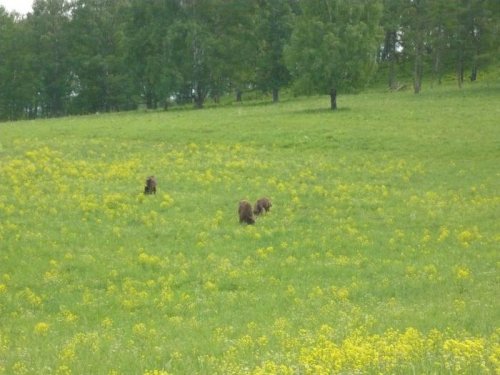 еще семейка