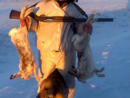 2 зайца из под гончей  результат не плохой