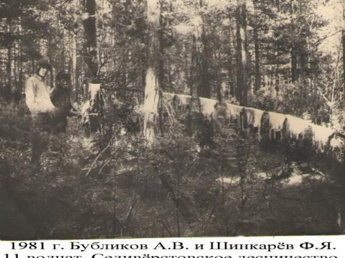 Июль 1981 г. полностью уничтожен выводок волчат.